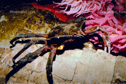 Kelp Crab, (Pugettia productus), Malacostraca, Decapoda, Brachyura, Epialtidae, Biomimicry