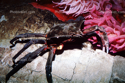Kelp Crab, (Pugettia productus), Malacostraca, Decapoda, Brachyura, Epialtidae