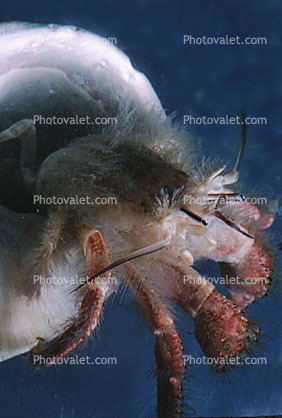 Hermit Crab, Pagurus samuelis