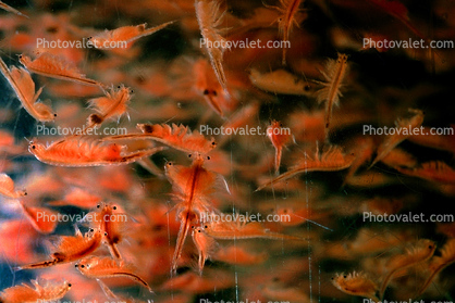 Brine Shrimp [Artemia]