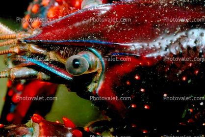 Red Crayfish eye