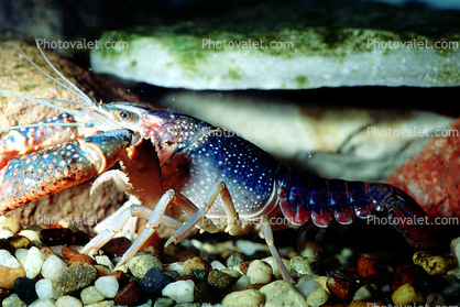 Freshwater blueclaw Crayfish, (Cherax quadricarinatus), Malacostraca, Decapoda, Parastacidae