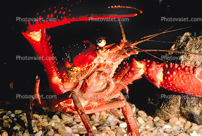 Red Crayfish, Claws