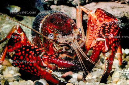 Red Crayfish, Eyes, Claws