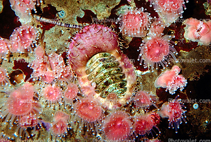 Carnivorous chiton, (Placiphorella velata), Mollusca, Polyplacophora, Chitonida, Mopaliidae