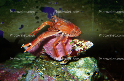 Tuna Crab, (Pleuroncodes planipes), Malacostraca, Decapoda, Galatheidae, Pelagic Red Crab