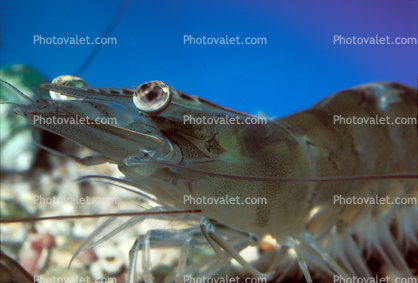 White Shrimp, Panaeus vannamei, Malacostraca, Decapoda, Dendrobranchiata, Penaeidae, (Panaeus vannamei)
