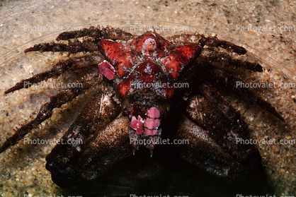 Sharp Nosed Crab, (Scyra acutifrons)