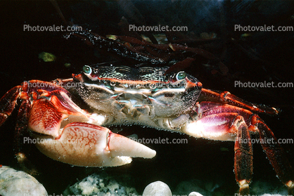 Lined Shore Crab, (Pachygrapsus crassipes), Malacostraca, Decapoda, Brachyura, Grapsidae