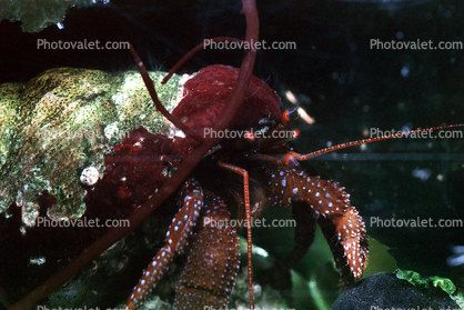 Hermit Crab, (Pagurus samuelis)