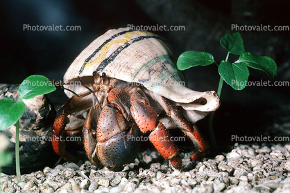 Land Hermit Crab, (Coenobita clypeatus), Decapoda, [Coenobitidae]