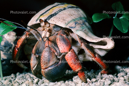 Land Hermit Crab, (Coenobita clypeatus), Decapoda, [Coenobitidae]