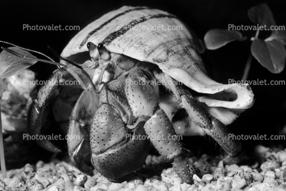 Hermit Crab, Land Hermit Crab, [Coenobitidae]