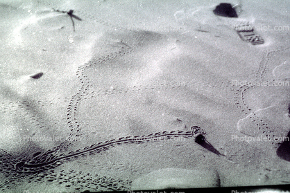 Crab Trail on sand, footprints