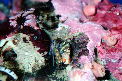 Snapping Shrimp, (Alpheus clamator), Malacostraca, Decapoda, Caridea, Alpheidae