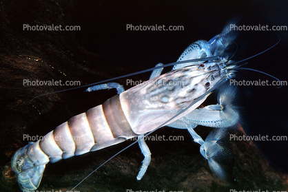 Freshwater Shrimp, (Atya gabonensis), Malacostraca, Decapoda, Atyidae