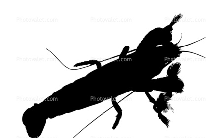 Freshwater Shrimp Silhouette, (Atya gabonensis), Malacostraca, Decapoda, Atyidae, shape, logo