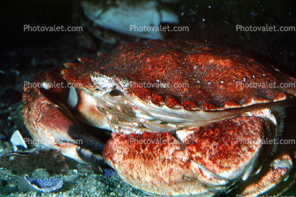 Rock Crab, Cancer antennarius
