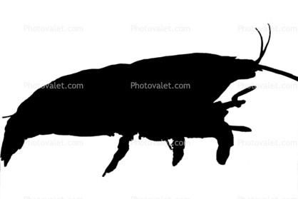 Freshwater Shrimp, (Atya gabonensis) Silhouette, Malacostraca, Decapoda, Atyidae, shape, logo