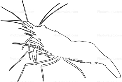 Shrimp, Prawn outline, line drawing, shape