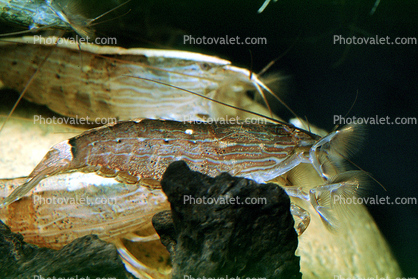 Singapore Shrimp, (Atyopsis moluccensis), Wood Shrimp, Malacostraca, Decapoda, Atyidae, freshwater