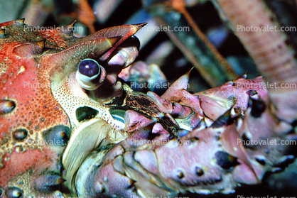 California Spiny Lobster, (Panulirus interruptus), Malacostraca, Decapoda, Achelata, Palinuridae