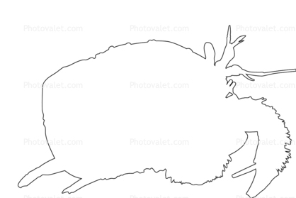 Hermit Crab outline, line drawing, shape