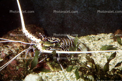Painted Spiny Lobster, (Panulirus versicolor), Malacostraca, Decapoda, Palinuridae