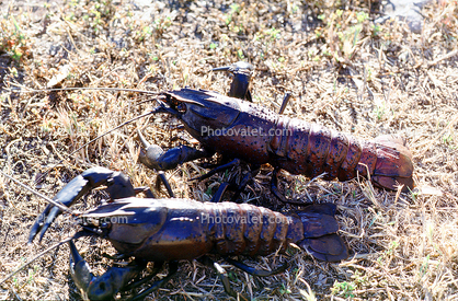 Lobster, Kangaroo Island, South Australia