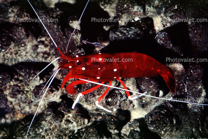 Scarlet Cleaner Shrimp, (Lysmata debelius), Malacostraca, Decapoda, Caridea, Hippolytidae