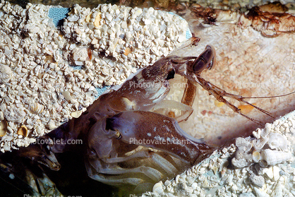 Mantis Shrimp, Squilla sp, Malacostraca, Stomatopoda, Squillidae, Squilla
