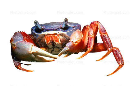 Purple Moon Crab, Halloween Crab, (Gecarcinus quadratus), Malacostraca, Decapoda, [Gecarcinidae], land crab, photo-object, object, cut-out, cutout