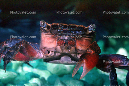 Red Claw Mini Crab, (Sesarma Bidens), Malacostraca, Decapoda, Sesarmidae
