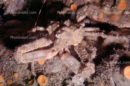 Decorator Crab, (Loxorhynchus crispatus), Malacostraca, Decapoda, Brachyura, Epialtidae