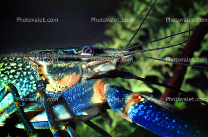 Freshwater blueclaw Crayfish, (Cherax quadricarinatus), Malacostraca, Decapoda, Parastacidae