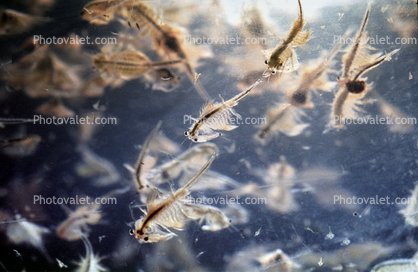 Brine Shrimp