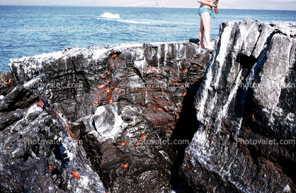 Sally Lightfoot Crab, (Grapsus grapsus), Malacostraca, Decapoda, Brachyura, Grapsidae, red rock crab, abuete negro