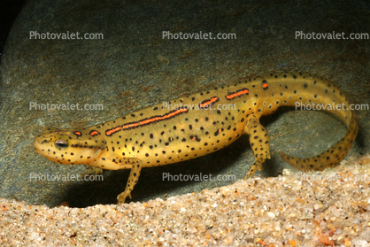 Eastern Newt, (Notophthalmus viridescens), Salamandridae, Salamander