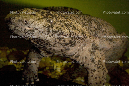 Skin, Chinese Giant Salamander, (Andrias davidianus), Caudata, Cryptobranchidae, highly endangered
