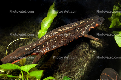 Sword-tailed Newt, (Cynops ensicauda), Salamandridae, Salamander, Gold dust newt