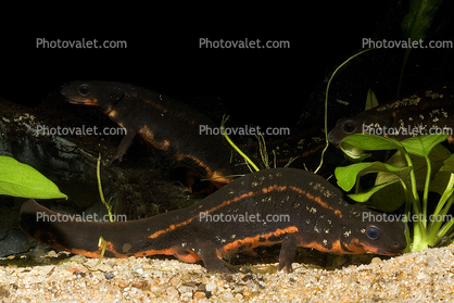 Sword-tailed Newt, (Cynops ensicauda), Salamandridae, Salamander