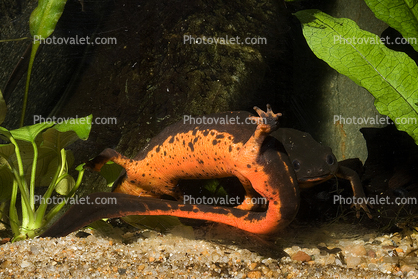 California Newt, (Taricha torosa), Salamandridae, Salamander