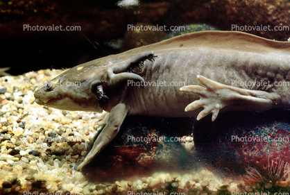 Mexican Axolotl, (Ambystoma mexicanum), Ambystomatidae