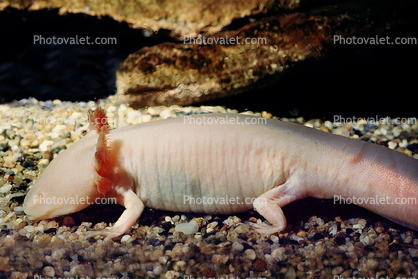 Albino Mexican Axolotl, (Ambystoma mexicanum), Ambystomatidae, Albinism