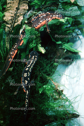 Sword-tailed Newt, (Cynops ensicauda), Salamandridae, Salamander