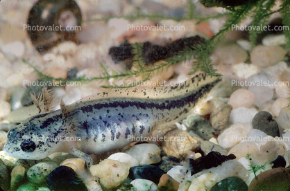 Eastern Newt, (Notophthalmus viridescens), Salamandridae, Salamander