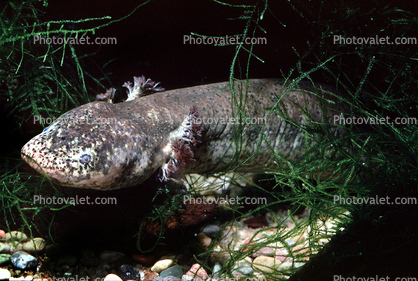 Mexican Axolotl, (Ambystoma mexicanum), Ambystomatidae