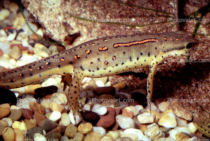 Eastern Newt, (Notophthalmus viridescens), Salamandridae, Salamander