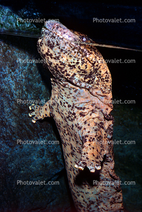 Chinese Giant Salamander, (Andrias davidianus), Cryptobranchidae, highly endangered