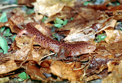 Southern Dusky Salamander, (Desmognathus auriculatus), Plethodontidae